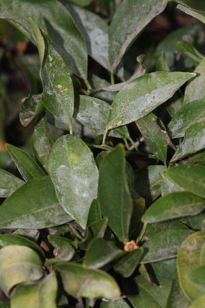              Shade leaves (Riverside, CA)       